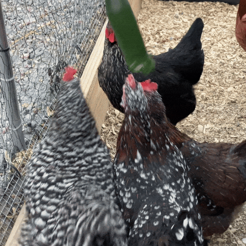 Chickens eating a cucumber